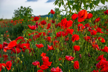 Canvas Print - poppy field