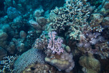 Fototapeta Do akwarium - Korallenriff mit Fischen im Roten Meer