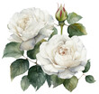 Watercolor illustration of white roses. Ai generated. Transparent background, PNG