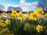 Fototapeta Tulipany - Embrace Springtime's Radiance: Spectacular Display of Field-Fresh Daffodils Generative AI