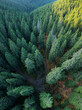 Aerial drone panorama above the wild coniferous forests of Cindrel Mountains. A footpath winds under the trees canopy. Summertime, Carpathia, Romania.