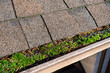 Closeup of roof gutter completely filled with debris and vibrant green moss growing on top, white granules of moss killer sprinkled over gutter
