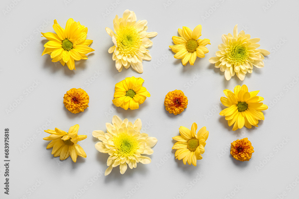 Beautiful chrysanthemum flowers on grey background