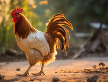 Vibrant Redhead Rooster Roams Freely: Unleashed Beauty Of Farm Life Generative AI