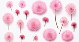 Fototapeta Dmuchawce - Unveiling the Subtle Elegance: Pink Dandelion Flower Set Generative AI