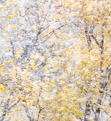 Wall Mural - colorful trees during snowstorm 