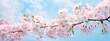 Exquisite View: Pink Cherry Blossoms against a Blue Sky - Springtime Splendor! Generative AI