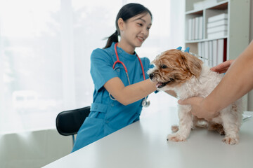 A dog is being given injections by a veterinarian at an animal hospital, A veterinarian prepares to vaccinate a dog in his private office at an animal hospital,