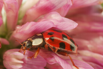 Wall Mural - Red ladybug on pink flower, macro view