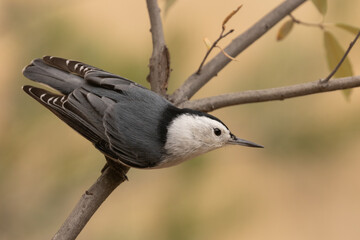 Wall Mural - A White Breasted Nuthatch perches on a small branch looking around with inquisitive alert eyes. Soft green and amber colors make up the background.