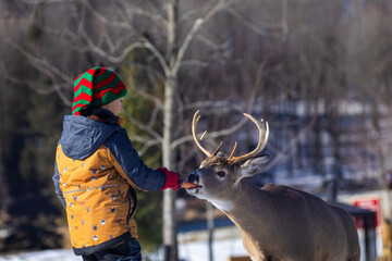 Wall Mural - Cute child feeding a deer in winter