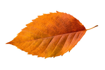 Autumn leaf isolated transparent png