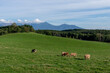 © kesuku - 牛と牧草地　北海道 美瑛町　Meadow with cows Biei-cho, Hokkaido, Japan