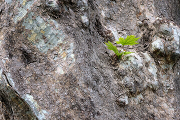 Wall Mural - A branch with green leaves on the trunk of an old large tree.