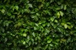 Lush and Vibrant Green Plant with Abundant Leaves in Close-up View for Nature and Gardening Concepts. Generative AI