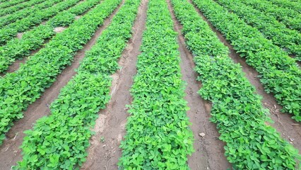 Poster - Grow peanuts in the fields, North China