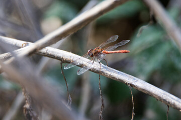 a femal Red-veined Darter (Sympetrum fonscolombii) resting with a natural green background