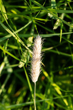 Pale Yellow Grass Seed Head With A Natural Green Background