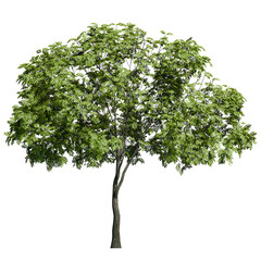 young european ash tree with flowers front view