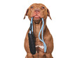 Lovable, pretty dog with a leash in his mouth. Close-up, indoors. Studio photo. Concept of care, education, obedience training and raising pets