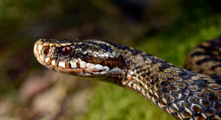 Sticker - Kreuzotter // Common Adder (Vipera berus) Reptil des Jahres 2024