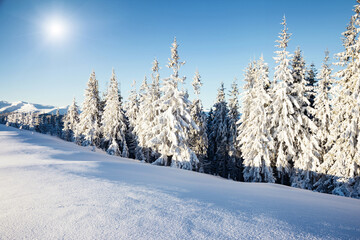 Poster - Majestic spruces glowing by sunlight. Location Carpathian, Ukraine, Europe.