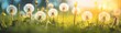 Unleashing the Magic of Summer: Sunlit Dandelions in Full Bloom Generative AI