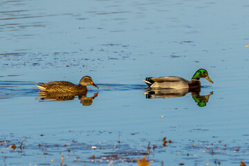 Wall Mural - ducks in the water