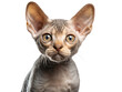 Devon Rex Cat Studio Shot Isolated on Clear Background