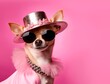 Chihuahua dog in glam fashion outfits with a sunglasses and hat on a pink isolated background with space for text. In animal creative concept