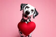 Dalmatian dog with big red Heart on solid pink background. ai generative