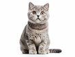 © Vig - Scottish Fold Cat Studio Shot Isolated on Clear Background