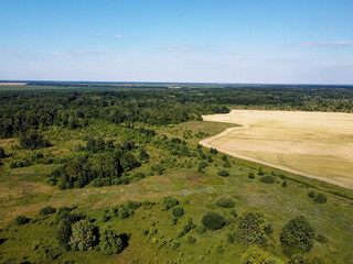 Wall Mural - Green deciduous forest next to a farm field. Landscape from a bird's eye view. Sunny weather.