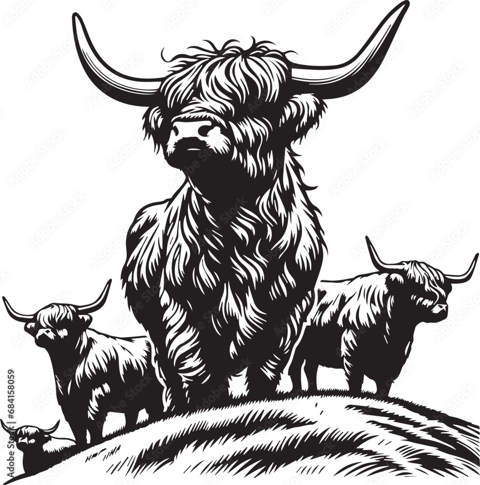 Highland cattle vector illustration Stock Vector | Adobe Stock