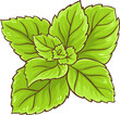 Peppermint Plant illustration