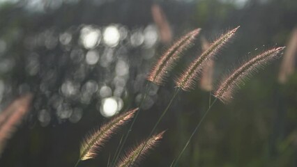Wall Mural - Soft grass flowers fluttering down in the sunlight of the morning sun with beautiful bokeh background