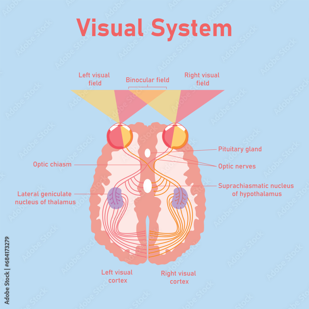 The human visual system pathway. The visual pathway from the eye to the brain. Right and left visual cortex. Binocular field. Suprachiasmatic nucleus of hypothalamus. Optic nerves. Optic chaism.