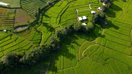 Poster - Paddy rice farmland in Northern Thailand, rice field terraces in North Thailand, green rice paddy fields. Terraced Rice Field in Chiangmai Royal Project Khun Pae in the evening light