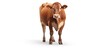 realistic ginger brown cow. dairy cattle. Swiss Brown, Ayrshire, Holstein, Milking White and Brown horns, Guernsey and Jersey Cow. beef