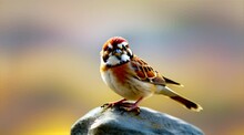 岩の上の愛らしい雀｜adorable Sparrow On The Rock Generative AI