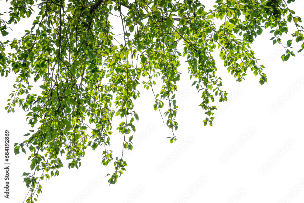 tree branch with green lush foliage in sunshine isolated on transparent ...