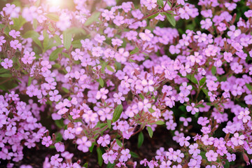 Wall Mural - rock soapwort flowers, saponaria ocymoides, can be used as natural background of pink flowers and gr