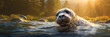 Seal in the water the early morning light banner