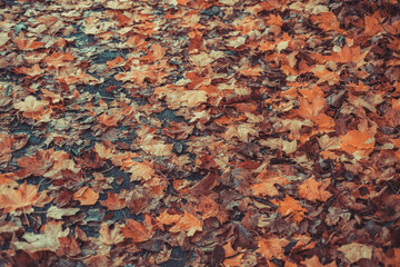 Wall Mural - yellow autumn maple leaves on the ground, can be used as a natural background.