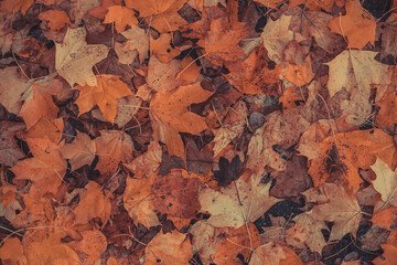 Wall Mural - yellow autumn maple leaves on the ground, can be used as a natural background.