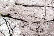 Sakura tree in Cherry Blossom season , Tokyo , Japan