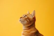 Portrait Of Ginger Tabby Cat On Yellow Background With Copy Space. Hungry Animal With Intense Expression Or Waiting For Food. Banner For Pet Shop. Card With Cat For Valentine Day, Spring, Women Day