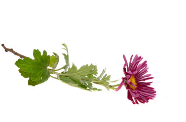 Sticker - chrysanthemum flower isolated