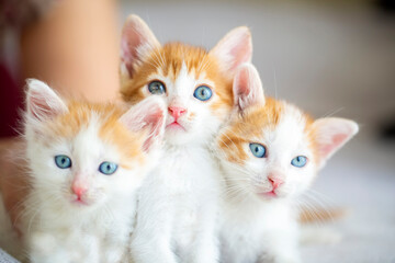 A beautiful baby cat that is very curious