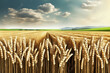 Weizeneld Getreide close up als  Hintergrund